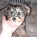 Yorkie baiat