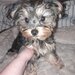 Yorkie baiat